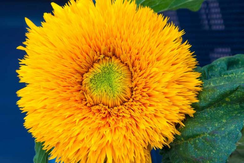 Helianthus annuus Giant Sungold, Common Sunflower Giant Sungold, Comb Flower Giant Sungold, Double Sunflower, Yellow Flowers, Yellow Annuals