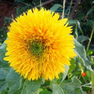 Helianthus annuus Goldy, Common Sunflower Goldy, Comb Flower Goldy, Double Sunflower, Yellow Flowers, Yellow Perennials