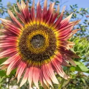Helianthus annuus Gypsy Charmer, Common Sunflower Gypsy Charmer, Comb Flower Gypsy Charmer, Golden Flower of Peru Gypsy Charmer, Red Flowers, Red Perennials, Red Sunflowers