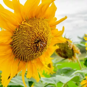 Helianthus annuus Mammoth Grey Stripe, Common Sunflower Mammoth Grey Stripe, Comb Flower Mammoth Grey Stripe, Yellow Flowers, Yellow Annuals