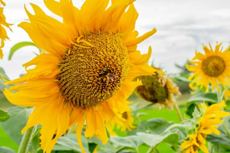 Helianthus annuus Mammoth Grey Stripe, Common Sunflower Mammoth Grey Stripe, Comb Flower Mammoth Grey Stripe, Yellow Flowers, Yellow Annuals