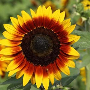 Helianthus annuus Ring of Fire, Common Sunflower Ring of Fire, Comb Flower Ring of Fire, Golden Flower of Peru Ring of Fire, Red Flowers, Red Perennials, Red Sunflowers, Bicolor Flowers, Bicolor Perennials, Bicolor Sunflowers
