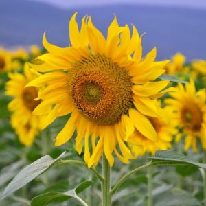 Helianthus annuus Russian Mammoth, Common Sunflower Russian Mammoth, Comb FlowerRussian Mammoth, Yellow Flowers, Yellow Annuals