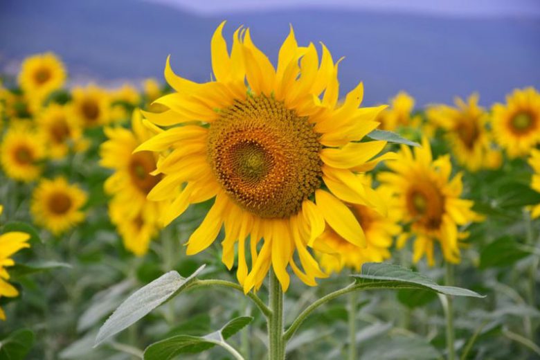 Helianthus annuus Russian Mammoth, Common Sunflower Russian Mammoth, Comb FlowerRussian Mammoth, Yellow Flowers, Yellow Annuals