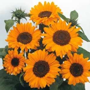 Helianthus annuus Soraya, Common Sunflower Soraya, Comb Flower Ring of Fire, Golden Flower of Peru Soraya, Yellow Flowers, Yellow Perennials, Yellow Sunflowers, Bicolor Flowers, Bicolor Perennials, Bicolor Sunflowers