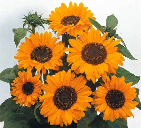Helianthus annuus Soraya, Common Sunflower Soraya, Comb Flower Ring of Fire, Golden Flower of Peru Soraya, Yellow Flowers, Yellow Perennials, Yellow Sunflowers, Bicolor Flowers, Bicolor Perennials, Bicolor Sunflowers
