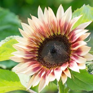 Helianthus annuus Strawberry Blonde, Common Sunflower Strawberry Blonde, Comb Flower Strawberry Blonde, Golden Flower of Peru Strawberry Blonde, Bicolor Flowers, Bicolor Perennials, Bicolor Sunflowers