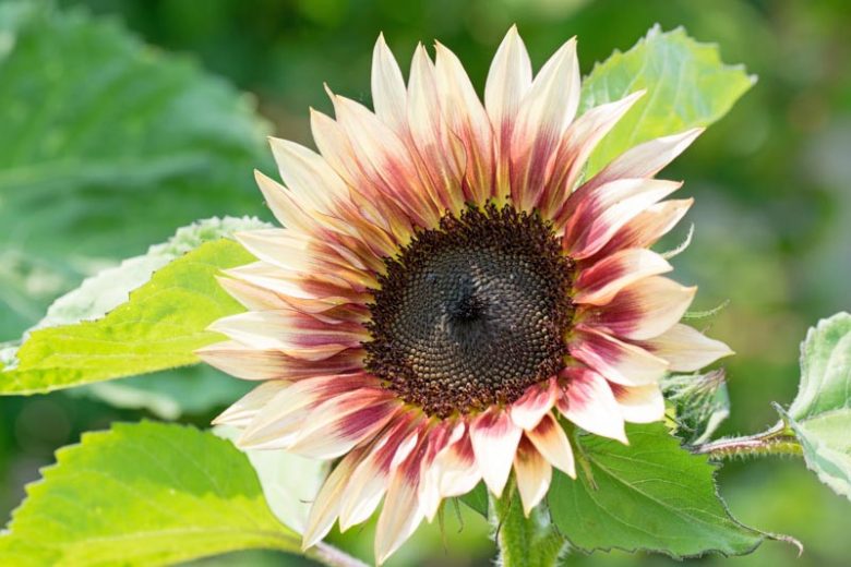Helianthus annuus Strawberry Blonde, Common Sunflower Strawberry Blonde, Comb Flower Strawberry Blonde, Golden Flower of Peru Strawberry Blonde, Bicolor Flowers, Bicolor Perennials, Bicolor Sunflowers