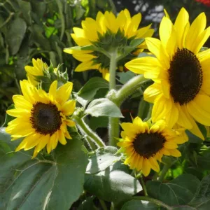 Helianthus annuus Suntastic Yellow with Black Center, Common Sunflower Suntastic Yellow with Black Center, Comb Flower Suntastic Yellow with Black Center, Golden Flower of Peru Suntastic Yellow with Black Center, Yellow Flowers, Yellow Perennials, Yel