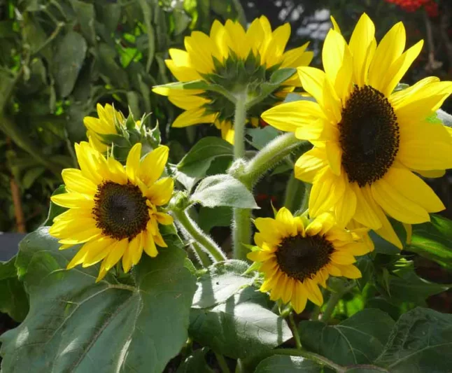 Helianthus annuus Suntastic Yellow with Black Center, Common Sunflower Suntastic Yellow with Black Center, Comb Flower Suntastic Yellow with Black Center, Golden Flower of Peru Suntastic Yellow with Black Center, Yellow Flowers, Yellow Perennials, Yel