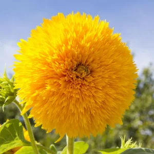 Helianthus annuus Teddy Bear, Common Sunflower Teddy Bear, Comb Flower Teddy Bear, Double Sunflower, Yellow Flowers, Yellow Perennials