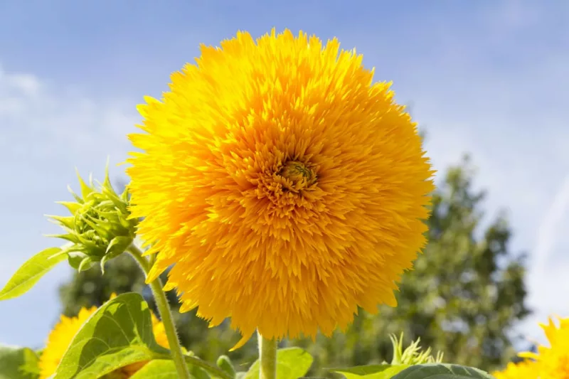 Helianthus annuus Teddy Bear, Common Sunflower Teddy Bear, Comb Flower Teddy Bear, Double Sunflower, Yellow Flowers, Yellow Perennials