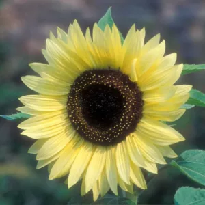 Helianthus annuus Valentine, Common Sunflower Valentine, Comb Flower Valentine, Golden Flower of Peru Valentine, St Bartholomew's Star Valentine, Creamy Flowers, Yellow Perennials, Creamy Sunflowers