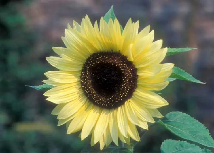 Helianthus annuus Valentine, Common Sunflower Valentine, Comb Flower Valentine, Golden Flower of Peru Valentine, St Bartholomew's Star Valentine, Creamy Flowers, Yellow Perennials, Creamy Sunflowers