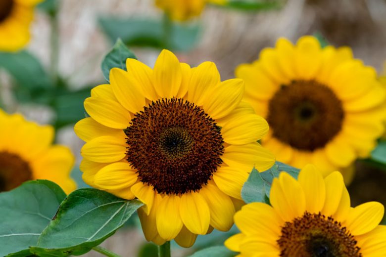 Helianthus annuus Vincent's Choice, Common Sunflower Vincent's Choice, Comb Flower Vincent's Choice, Golden Flower of Peru Vincent's Choice, Yellow Flowers, Yellow Perennials,