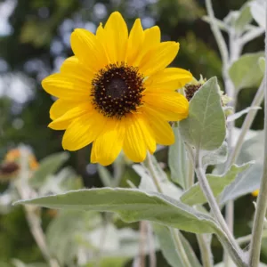 Helianthus argophyllus, Silverleaf Sunflower, Yellow Flowers, Yellow Perennials, Silver Foliage, Perennial Sunflower