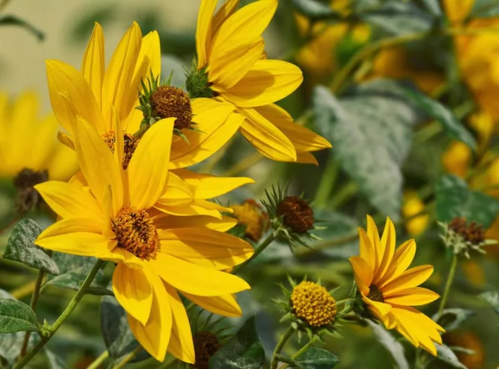 Helianthus maximiliani, Maximilian Sunflower, Perennial Sunflower, Perennial Helianthus, Yellow Flowers, Yellow Perennials