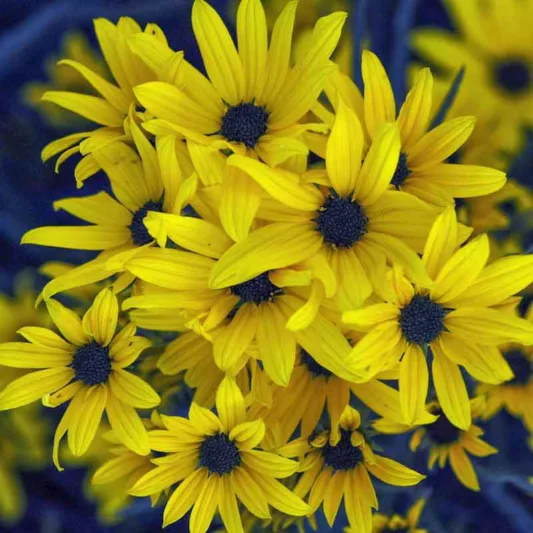 Helianthus salicifolius 'First Light',(Willow-Leaved Sunflower 'First Light', Column Flower 'First Light', Graceful Sunflower 'First Light', Willowleaf Sunflower 'First Light', Yellow Flowers, Yellow Perennials