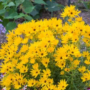 Helianthus salicifolius 'Low Down',Willow-Leaved Sunflower 'Low Down', Column Flower 'Low Down', Graceful Sunflower 'Low Down', Willowleaf Sunflower 'Low Down', Yellow Flowers, Yellow Perennials