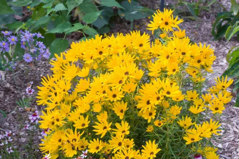 Helianthus salicifolius 'Low Down',Willow-Leaved Sunflower 'Low Down', Column Flower 'Low Down', Graceful Sunflower 'Low Down', Willowleaf Sunflower 'Low Down', Yellow Flowers, Yellow Perennials