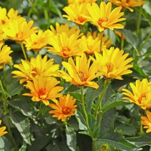 Jerusalem Artichoke, Canada Potato, Earth Apple, Girasole, Indian Potato, Pignut, Sunchoke, Helianthus tuberosus, Yellow Flowers, Yellow Perennials