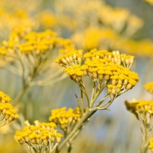 Helichrysum Italicum, Curry Plant, Golden Eternal Flower, Everlasting, Strawflower, Immortelle, Licorice Plant, silver foliage perennial, Drought resistant plant, Mediterranean Plants, Yellow Flowers