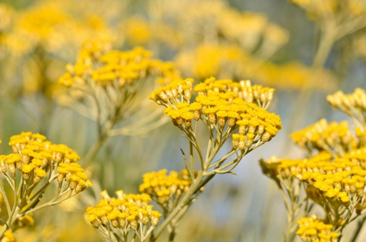 Helichrysum Italicum, Curry Plant, Golden Eternal Flower, Everlasting, Strawflower, Immortelle, Licorice Plant, silver foliage perennial, Drought resistant plant, Mediterranean Plants, Yellow Flowers