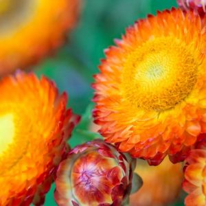 Helichrysum bracteatum, Everlasting Flower, Bracted everlasting, Golden everlasting, Immortelle, Paper daisy, Strawflower, Yellow Paper Daisy, Xerochrysum bracteatum, Bracteantha bracteata, Drought resistant plant
