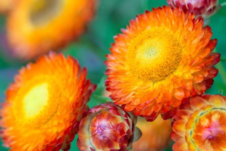 Helichrysum bracteatum, Everlasting Flower, Bracted everlasting, Golden everlasting, Immortelle, Paper daisy, Strawflower, Yellow Paper Daisy, Xerochrysum bracteatum, Bracteantha bracteata, Drought resistant plant