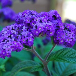 Heliotropium arborescens,Heliotrope, evergreen perennial, Blue flowers, Fragrant perennial, Fragrant Annual