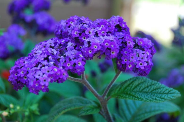 Heliotropium arborescens,Heliotrope, evergreen perennial, Blue flowers, Fragrant perennial, Fragrant Annual