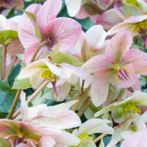 Helleborus 'Angel Glow', Angel Glow Hellebore, Christmas Rose 'Angel Glow', Lenten Rose 'Angel Glow', Pink Hellebore, Helleborus x ericsmithii Angel Glow