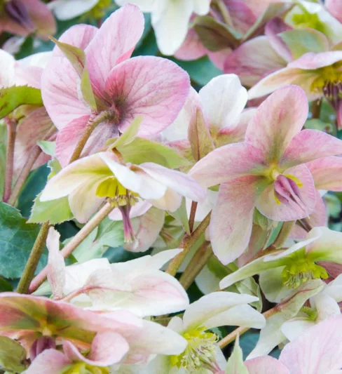 Helleborus 'Angel Glow', Angel Glow Hellebore, Christmas Rose 'Angel Glow', Lenten Rose 'Angel Glow', Pink Hellebore, Helleborus x ericsmithii Angel Glow