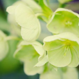 Helleborus Argutifolius,Holly-Leaved Hellebore,Corsican Hellebore, Helleborus corsicus, Helleborus lividus subsp. corsicus, white flowers,shade plants