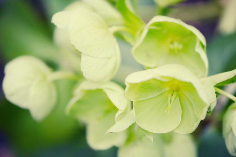 Helleborus Argutifolius,Holly-Leaved Hellebore,Corsican Hellebore, Helleborus corsicus, Helleborus lividus subsp. corsicus, white flowers,shade plants