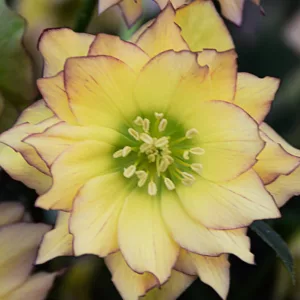 First Dance Hellebore, Helleborus First Dance,  Hellebore 'First Dance', Lenten Rose 'First Dance', White Hellebore, Yellow Hellebore, Double Hellebore, Double Lenten Rose