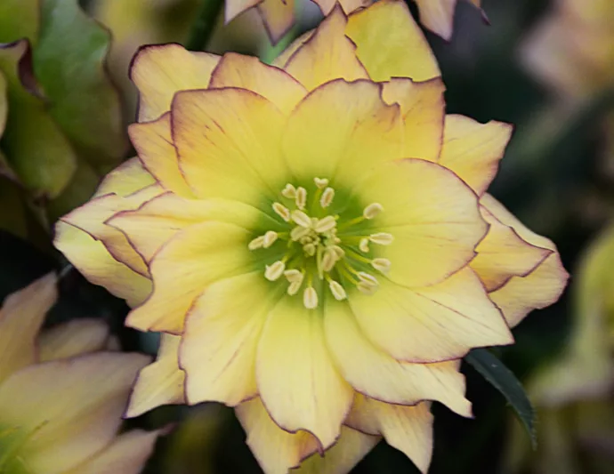 First Dance Hellebore, Helleborus First Dance,  Hellebore 'First Dance', Lenten Rose 'First Dance', White Hellebore, Yellow Hellebore, Double Hellebore, Double Lenten Rose