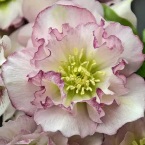 Helleborus Flower Girl, Hellebore 'Flower Girl', Lenten Rose 'Flower Girl', White Hellebore, Pink Hellebore, Double Hellebore, Double Lenten Rose