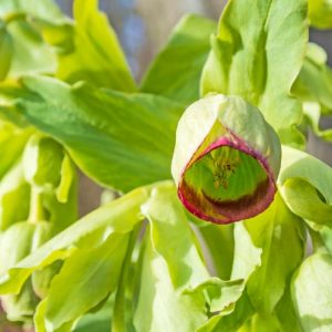 Helleborus Foetidus,Stinking Hellebore, Barfoot, Bearfoot, Bear's Foot, Foetid Hellebore, Ox Heel, Setterwort, Stinkwort, white flowers, shade plants
