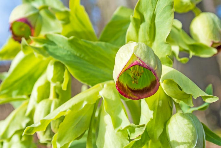 Helleborus Foetidus,Stinking Hellebore, Barfoot, Bearfoot, Bear's Foot, Foetid Hellebore, Ox Heel, Setterwort, Stinkwort, white flowers, shade plants