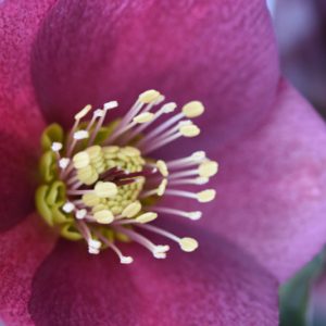 Helleborus 'HGC Ice 'n' Roses Red', Ice 'n' Roses Red Hellebore, Hellebore 'HGC Ice 'n' Roses Red', Lenten Rose 'HGC Ice 'n' Roses Red', Red Hellebore, Single Hellebore