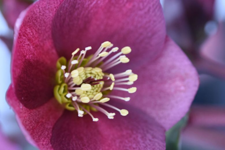 Helleborus 'HGC Ice 'n' Roses Red', Ice 'n' Roses Red Hellebore, Hellebore 'HGC Ice 'n' Roses Red', Lenten Rose 'HGC Ice 'n' Roses Red', Red Hellebore, Single Hellebore
