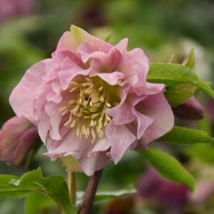 Helleborus × Hybridus 'Double Ellen Pink', Hellebore 'Double Ellen Pink', Lenten Rose 'Double Ellen Pink', Pink Hellebore, Double Hellebore