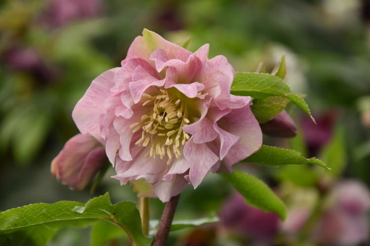 Helleborus × Hybridus 'Double Ellen Pink', Hellebore 'Double Ellen Pink', Lenten Rose 'Double Ellen Pink', Pink Hellebore, Double Hellebore