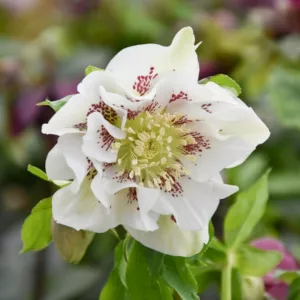 Helleborus × Hybridus 'Double Ellen White Spotted', Hellebore 'Double Ellen White Spotted', Lenten Rose 'Double Ellen White Spotted', White Hellebore, Double Hellebore