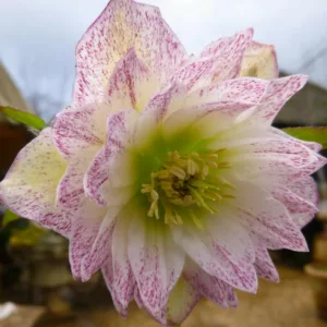 Helleborus × Hybridus 'Harvington Double White', Hellebore 'Harvington Double White', Lenten Rose 'Harvington Double White', White Hellebore, Double Hellebore
