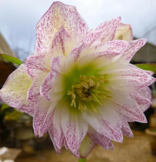 Helleborus × Hybridus 'Harvington Double White', Hellebore 'Harvington Double White', Lenten Rose 'Harvington Double White', White Hellebore, Double Hellebore