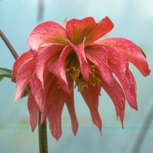 Helleborus × Hybridus 'Party Dress Pink' (Party Dress Group) ,Hellebore 'Party Dress Pink', Lenten Rose 'Party Dress Pink', Hellebores Party Dress Group, Pink Hellebore, Double Hellebore