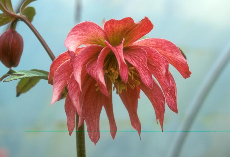 Helleborus × Hybridus 'Party Dress Pink' (Party Dress Group) ,Hellebore 'Party Dress Pink', Lenten Rose 'Party Dress Pink', Hellebores Party Dress Group, Pink Hellebore, Double Hellebore