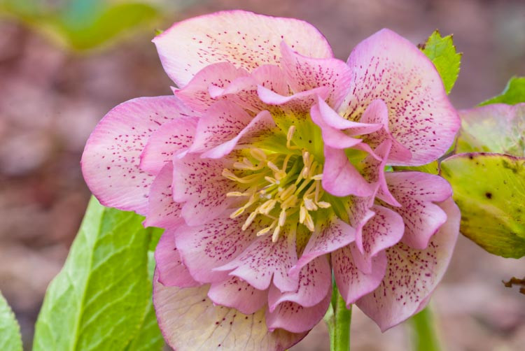 Helleborus × Hybridus 'Phoebe',Hellebore 'Phoebe', Lenten Rose 'Phoebe', Pink Hellebore, Double Hellebore